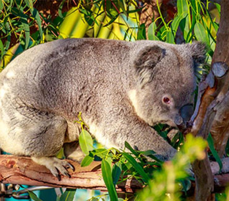 Koala bear is one of the favorite attractions at the San Diego Zoo and discounted tickets are available at The Lodge at Torrey Pines.
