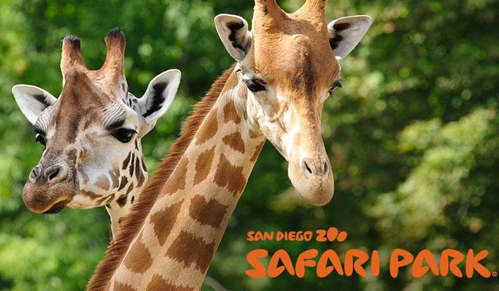 Close up giraffes