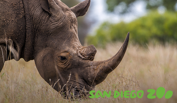 Close up of a Rhinoceros