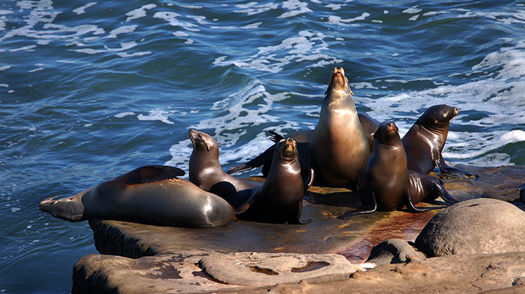Sea lions at the cove in La Jolla, CA