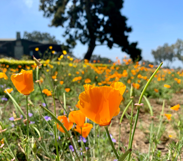 Botanical gardens at The Lodge at Torrey Pines