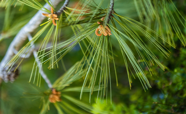 A close-up of a Torrey pine branch at The Lodge at Torrey Pines in La Jolla, CA, showing the five-needle clusters used to draw moisture from the air.