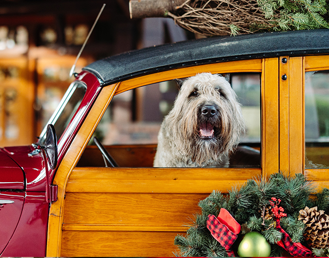 Dog sitting in decorated woody outside The Lodge at Torrey Pines